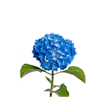 Blue hydrangea stem