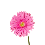 Pink daisy stem