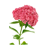 Pink hydrangea stem