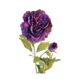 Purple peony stem