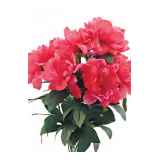 Red peony bush